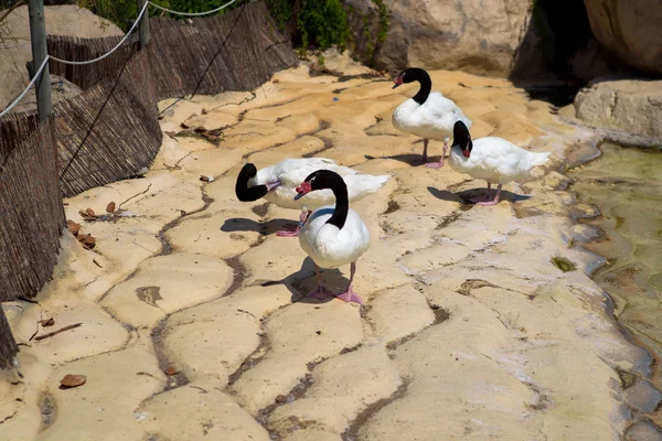 Valencia Oceanarium kuşlar