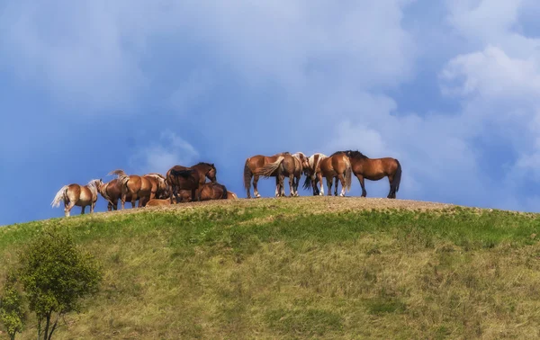 Cavalos na pastagem, belo dia de sol . — Fotografia de Stock
