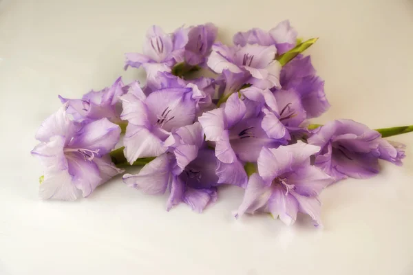 Fialový gladiol na bílém pozadí — Stock fotografie