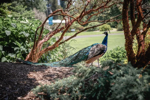 Peacock standing with head turned in dappled sunlight under some low trees.