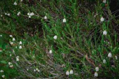 White Heather Dağı 'ndaki Naches Tepesi Döngü Yolu boyunca büyüyor. Rainier Ulusal Parkı