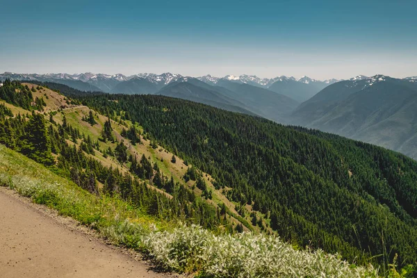 Olympic Mountains Summer Viewed Hurricane Hill Trail Olympic National Park — Stock Photo, Image