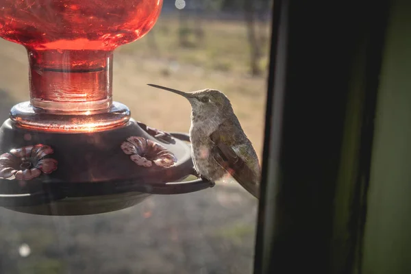 Small Female Hummingbird Feeding Bird Feeder Sequim Washington — 스톡 사진