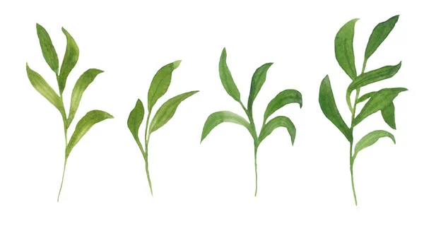 Állítsa be kézzel rajzolt akvarell zöld levelek ágak növények. Nyári tavaszi fa erdő gyógynövények növényzet. Vad virágos elemek meghívókhoz, dekorációhoz, ujjlenyomatokhoz. Illusztráció a természet ökológiai címkéihez. — Stock Fotó