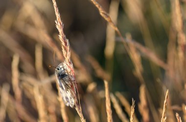 kelebek çayır üzerinde aşırı closeup