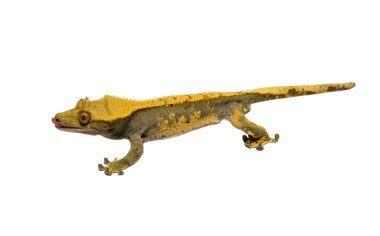 Beyaz arka plan üzerinde izole gecko tepeli kertenkele
