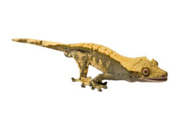 Beyaz arka plan üzerinde izole gecko tepeli kertenkele