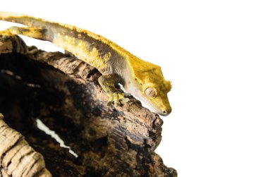 Tepeli gecko tırmanma beyaz zemin üzerine izole güdük
