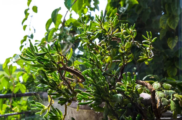 Cactus maceta verde, suculento en el alféizar de la ventana — Foto de Stock