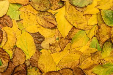 (actinidia) arka plan, doku sonbahar yaprakları