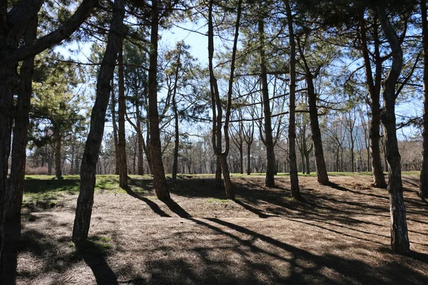 Träd i skogen — Stockfoto