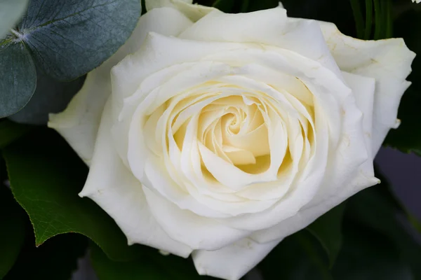 Gros plan de belle rose blanche isolée sur fond gris — Photo