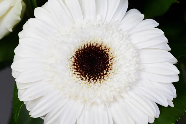 Close up of a beautiful white daisy isolated on gray background — Stock Photo, Image