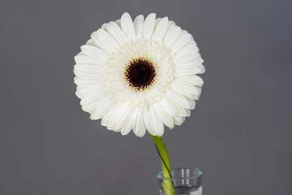 Nahaufnahme eines schönen weißen Gänseblümchens isoliert auf grauem Hintergrund — Stockfoto