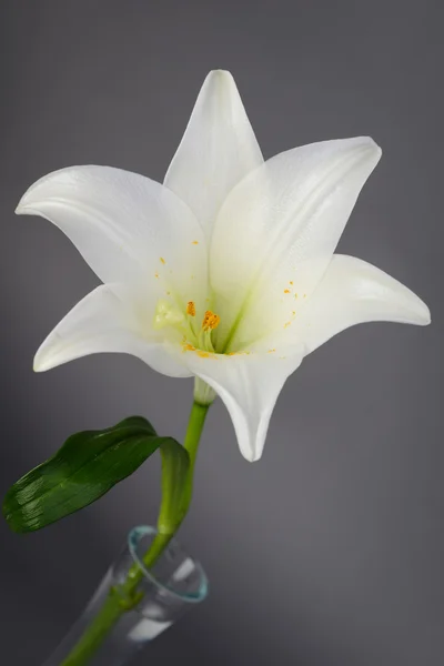 Close up van een mooie enkele witte lelie geïsoleerd op een grijze achtergrond — Stockfoto