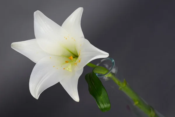 Close up of a beautiful single white lily isolated on a gray background — Stock Photo, Image
