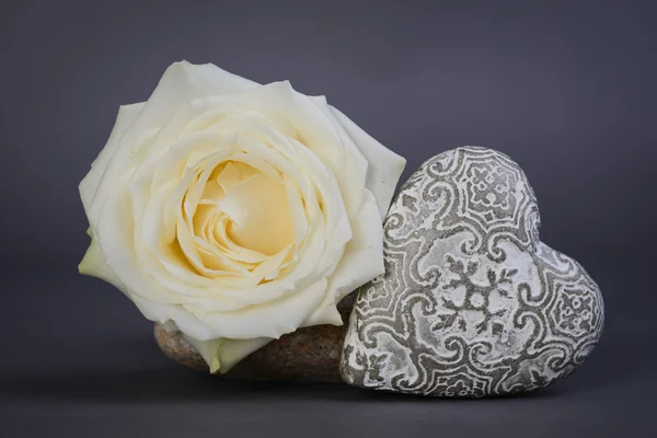 Close up of a beautiful single white rose with heart shape isolated on gray background — Stock Photo, Image