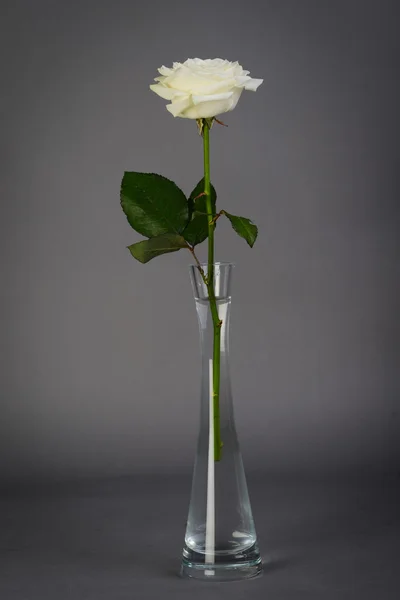 Gros plan de belle rose blanche isolée sur fond gris — Photo
