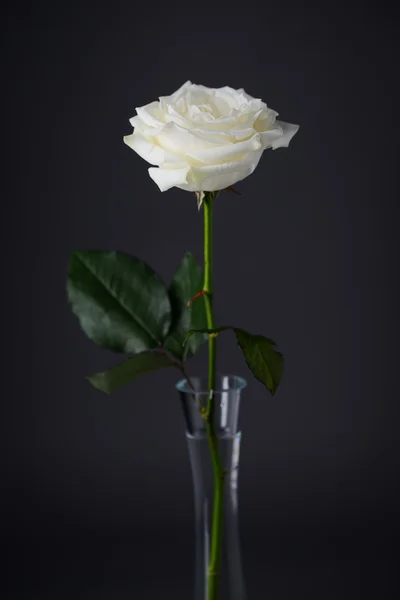 Gros plan de belle rose blanche isolée sur fond gris — Photo