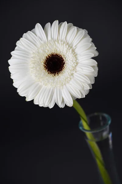 Close up of a beautiful white daisy isolated on gray background — Stock Photo, Image