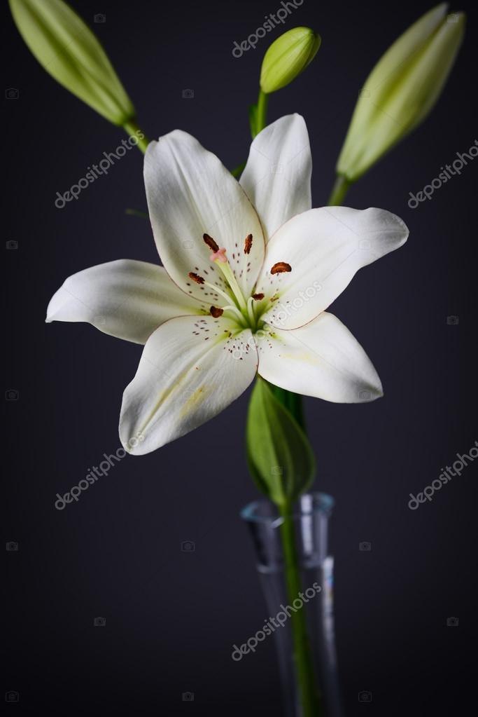 Close up of a beautiful single white lily isolated on a gray background