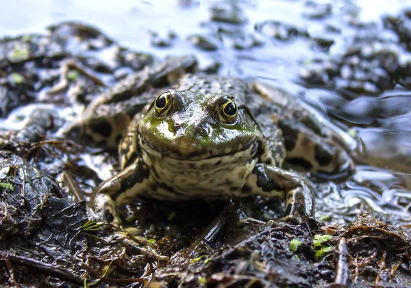 Green Frog Swamp Water — Fotografia de Stock