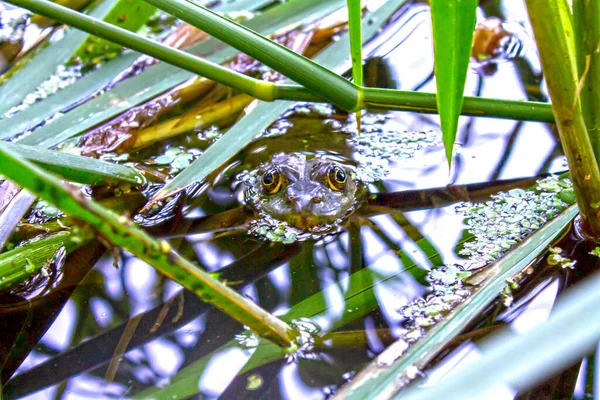 Green Frog Swamp Water — Fotografia de Stock