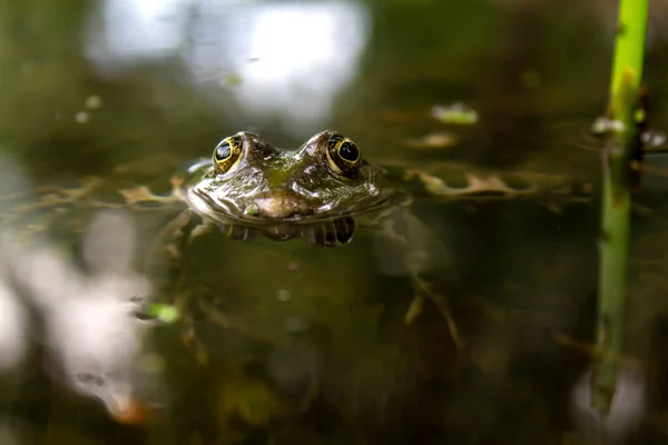 Green Frog Swamp Water — Fotografia de Stock