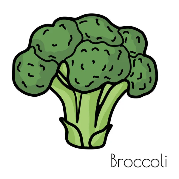 Illustrazione Broccoli Disegnati Mano Isolato Uno Sfondo Bianco Vettore — Vettoriale Stock