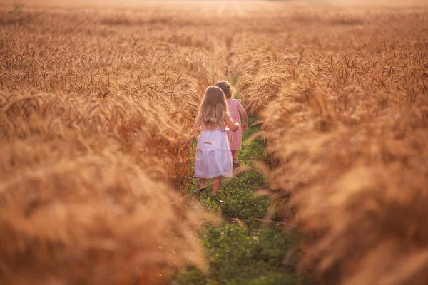 Дві Дівчинки Друзі Біжать Граючи Пшеничне Поле Сестри Розважаються Золоте — стокове фото