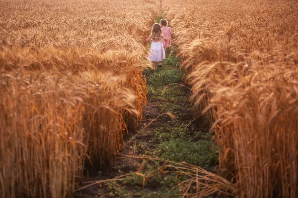 2人の少女の友人は 小麦のフィールドでキャッチアップを再生実行している 姉妹は楽しんでいる 水滴と雨の後の黄金のライ麦 夏の散歩 農場の田舎の農業ツアー — ストック写真
