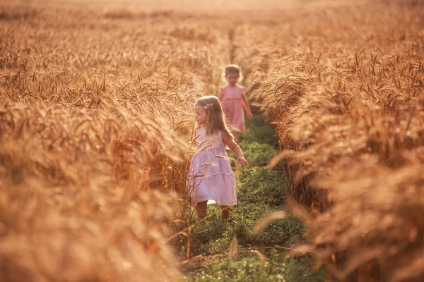 Две Маленькие Подружки Бегут Играют Догонялки Пшеничном Поле Сестры Веселятся — стоковое фото