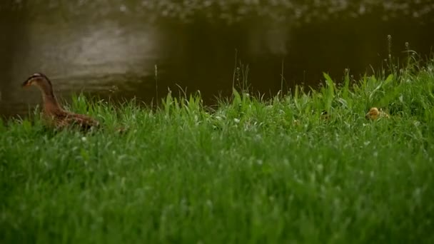 Una Madre Pato Con Patitos Pequeños Camina Sobre Hierba Verde — Vídeos de Stock