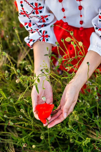Młoda Kobieta Trzyma Rękach Czerwone Kwiaty Maku Zbliżenie Dziewczyna Jest — Zdjęcie stockowe