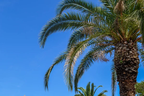 Pozadí s modrou oblohou a větev palmového listu. — Stock fotografie