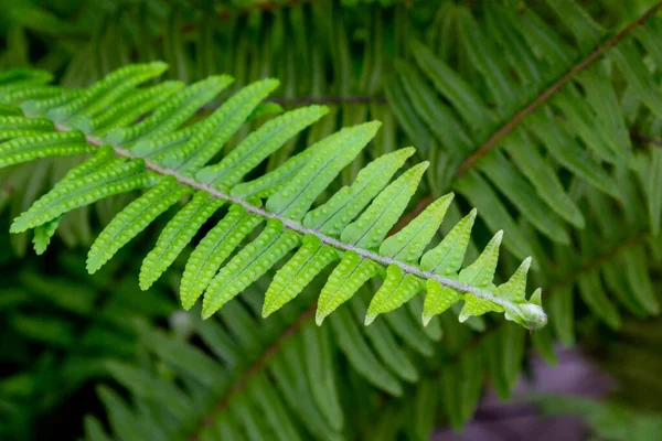 Текстура зеленого листя папороті. Природний фон. Тропічний завод — стокове фото