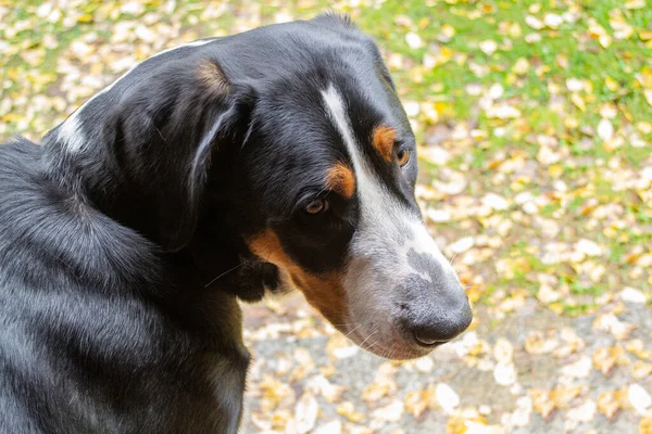 Großer Schweizer Sennenhund Oder Sennenhund Herbstporträt — Stockfoto