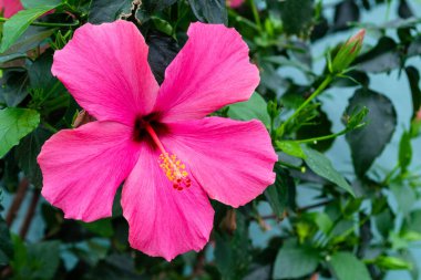 Pink hibiskus flower with yellew stamens. Blooming flower with notched leaves. Close up, copy space clipart