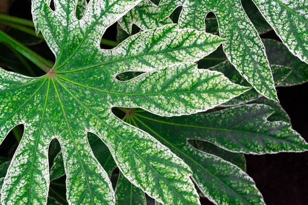 Takken Met Grote Groene Bladeren Van Fatsia Japonica Groen Met — Stockfoto