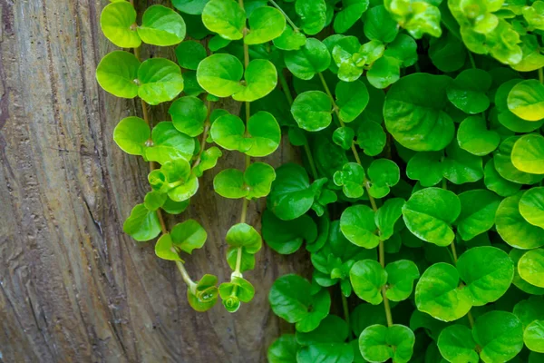 Groene Bladeren Met Achtergrond Van Hout Boompje Blaadjes Met Plaats — Stockfoto