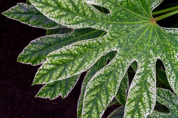 Zweige Mit Großen Grünen Blättern Von Fatsia Japonica Grün Mit — Stockfoto