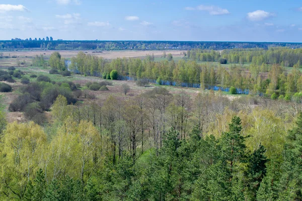 森林顶景 空中俯瞰树梢和河流 拉脱维亚的自然景观 案文中的位置 — 图库照片