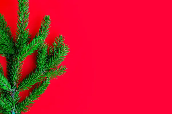 Christmas tree branch on red background. New Year and Christmas concept. — Stock Photo, Image