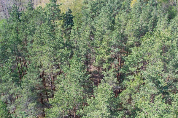 공중에서 보면 나무 꼭대기에 소나무가 있다. 숲의 꼭대기시야. 라트비아의 자연. — 스톡 사진