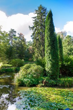 Nilüferli gölet. Uzun thuja ve kıyıdaki diğer çalılar. 