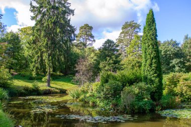 Uzun thuja ve sahildeki diğer çalılar. Nilüferli gölet. Yansıma.