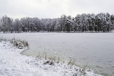 Göl buzla kaplı. Kış manzarası. Çam ağaçları karla kaplı.