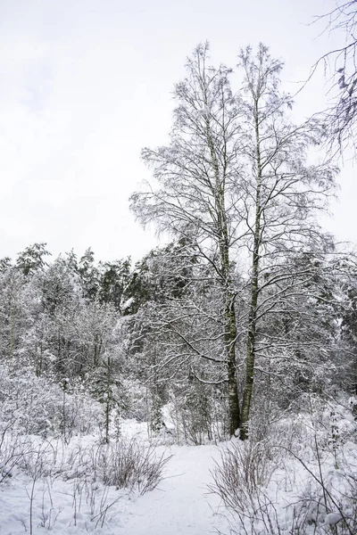 송이송이 열매맺힌 딸하나 무가운데있노라. 나무는 눈으로 덮여 있다. 겨울 숲 풍경. — 스톡 사진