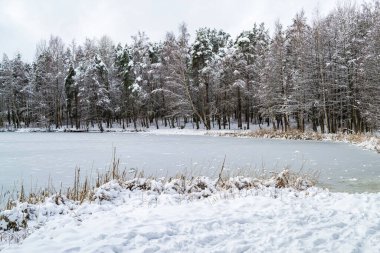 Çam ağaçları karla kaplı. Göl buzla kaplı. Kış manzarası.
