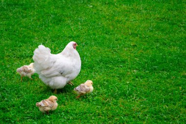 Küçük tavukları olan beyaz bir tavuk yeşil çimlerde yürüyor..
